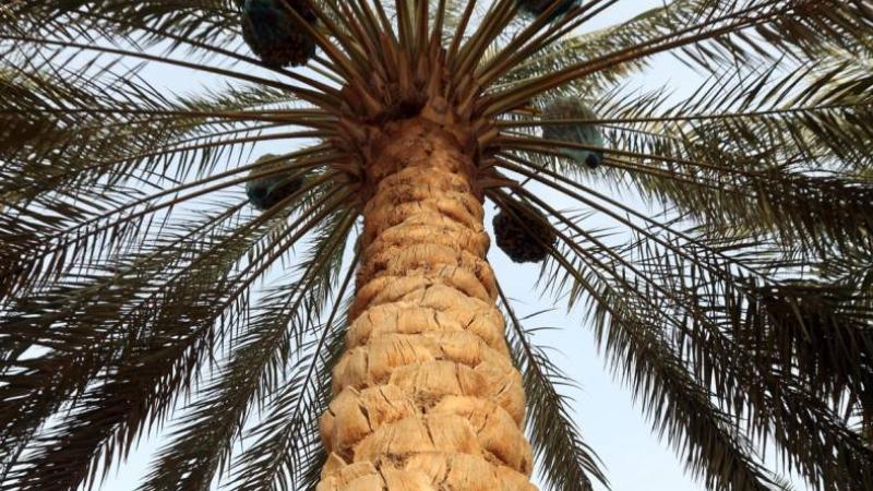 تباشير الرطب.. احتفاء بمواسم الخير في الإمارات