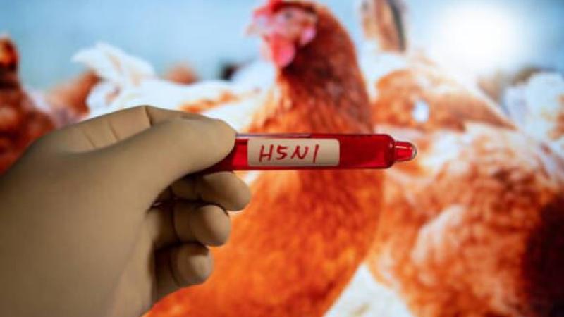 أستراليا تخصص 64 مليون دولار لمواجهة سلالة فتاكة من إنفلونزا الطيور