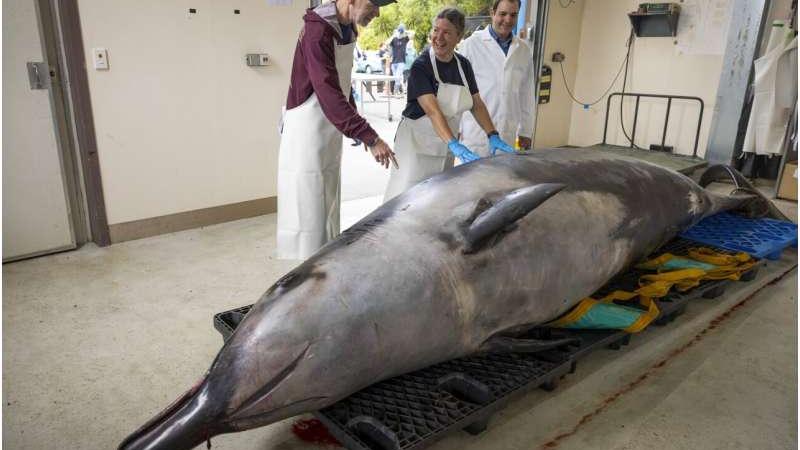أطباء بيطريون قبل تشريح جيفة الحوت