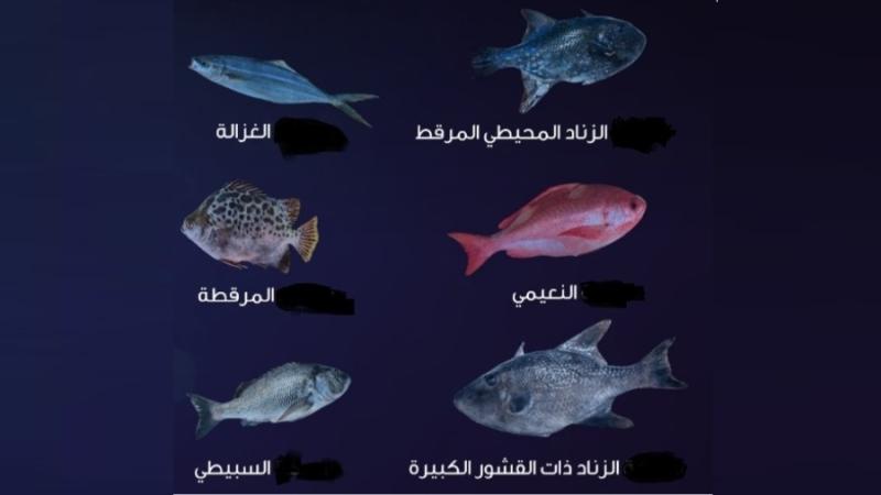 5 أنواع نادرة من الأسماك في مياه أبوظبي