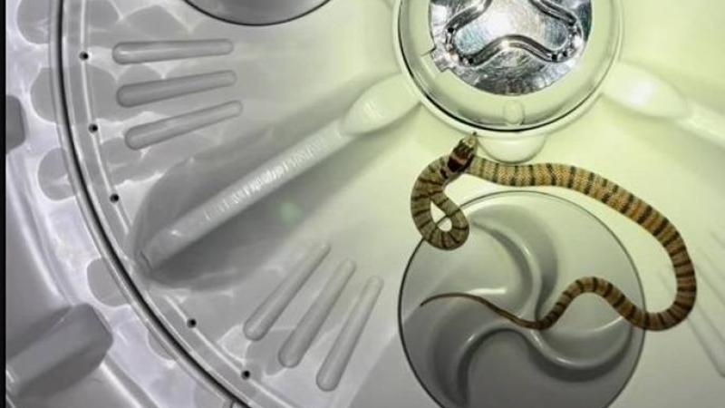 ثعبان في غسالة شخص