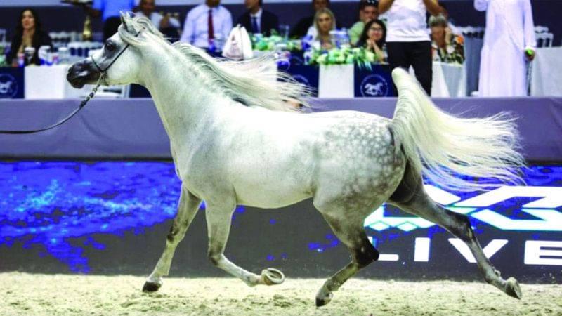 خيول الإمارات تتألق في دولية دبي للجواد العربي