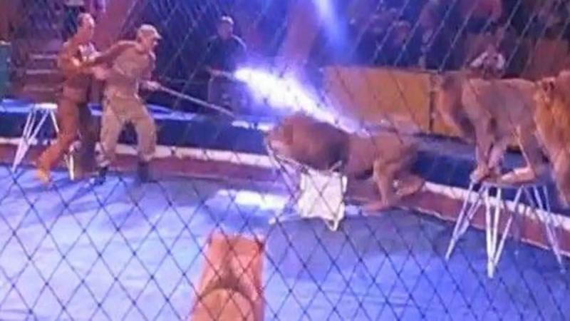 هجوم الحيوانات على مدربي السيرك.. الأسباب وطرق الحماية