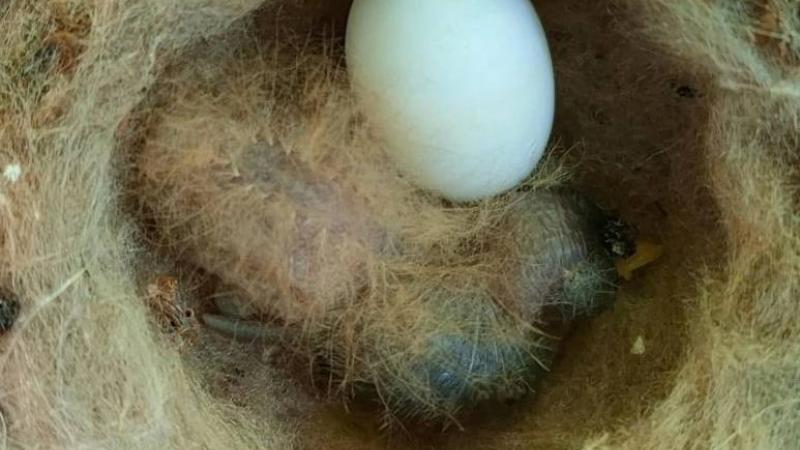 فرخ طائر طنان يتنكر على هيئة يرقة سامة