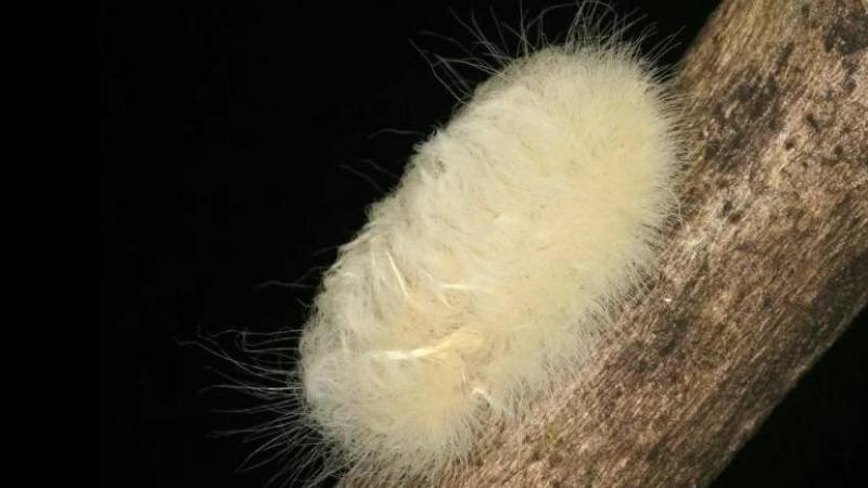 فرخ طائر طنان يتنكر على هيئة يرقة سامة