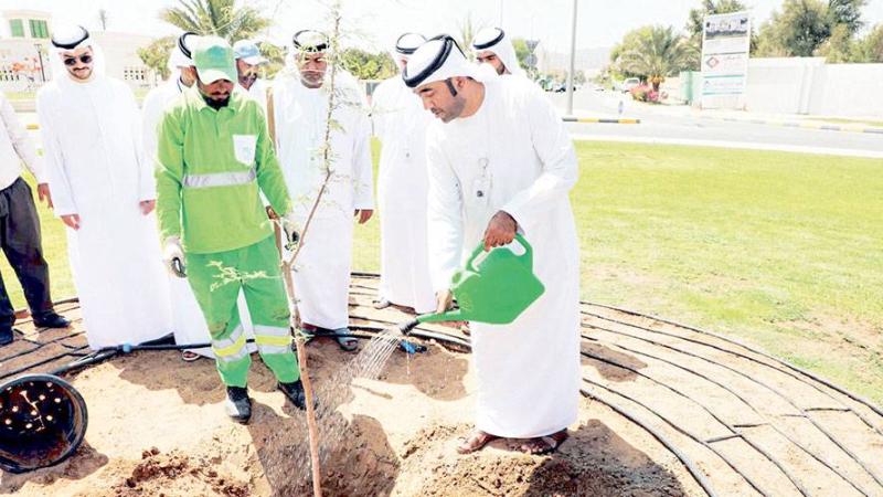 طالب اليحيائي يشارك في زراعة شجرة الغاف بالمدينة 