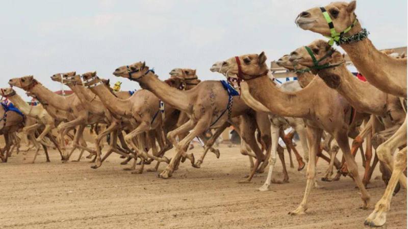 مهرجان العين لسباقات الهجن