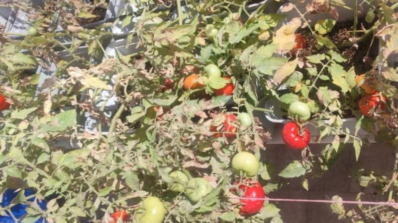 تجربة لزراعة أسطح العقارات في القاهرة
