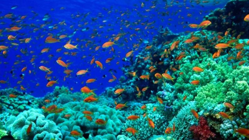 خطة مصرية لإعلان ساحل البحر الأحمر محمية طبيعية