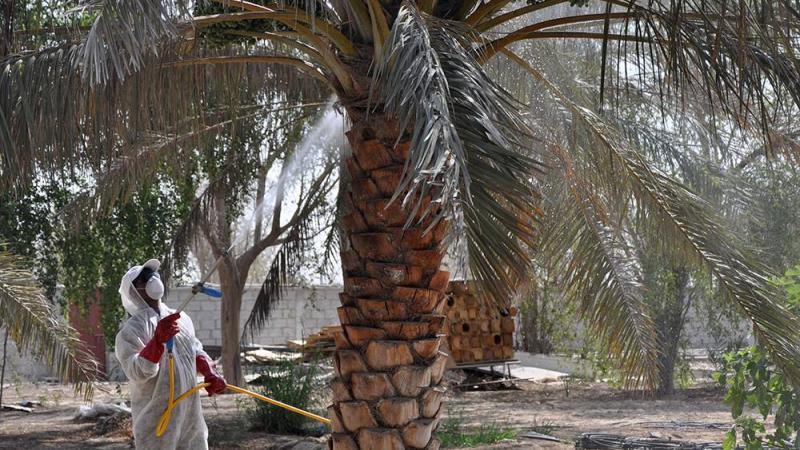 خدمات المزارعين" ينفذ المرحلة الثانية من حملة رش أشجار النخيل ضد عنكبوت الغبار