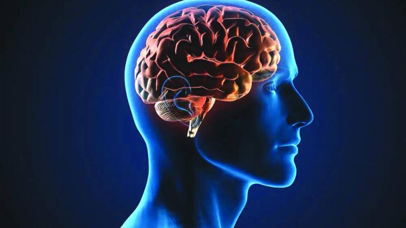 الدماغ يستخدم الدهون مصدراً للطاقة عند نقص الجلوكوز