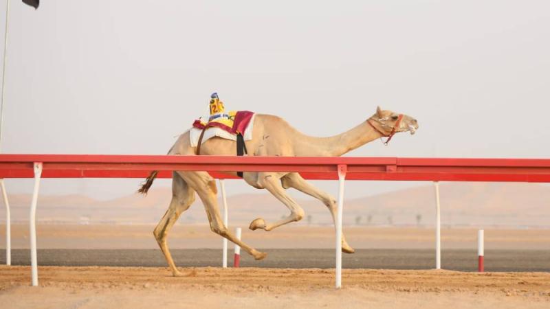 من منافسات مهرجان العين لسباقات الهجن