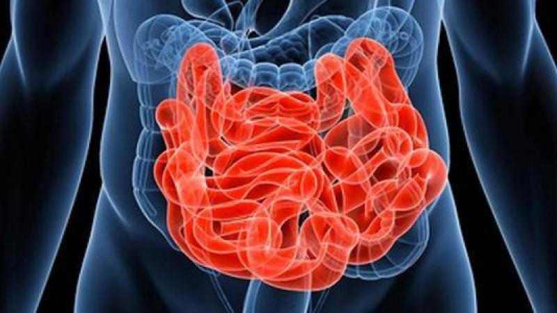 «حاسة عصبية» في الأمعاء ترتبط بالطعام