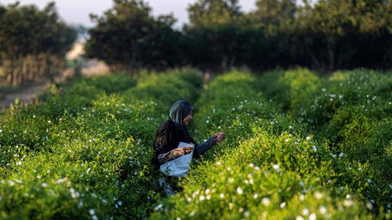 التغيّر المناخي يهدد إنتاجية زهور الياسمين بمصر | صحيفة الخليج