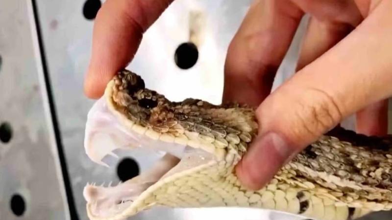 أفعى قرنية الأنف