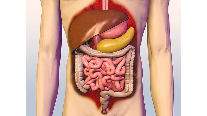 الجهاز الهضمي . . أمراضه وطرق الوقاية والعلاج | صحيفة الخليج