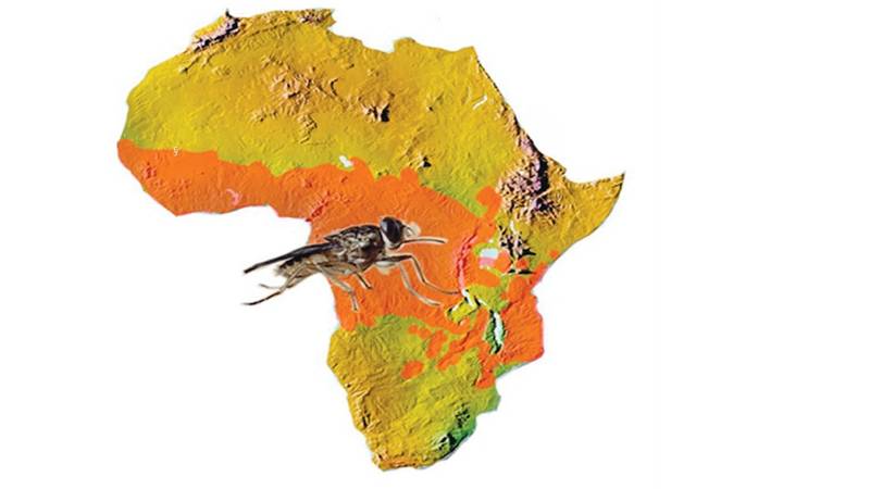 اكتشاف جينوم قد يساعد على مكافحة مرض