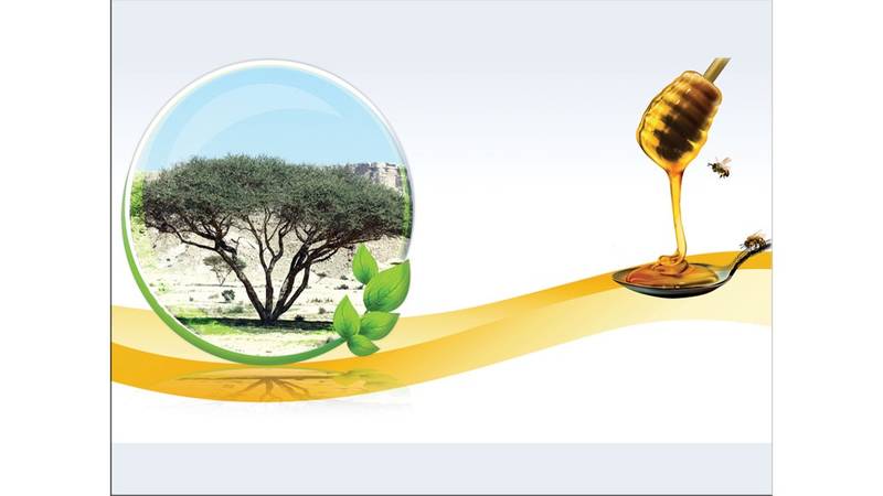 السمر شجرة الفوائد صحيفة الخليج