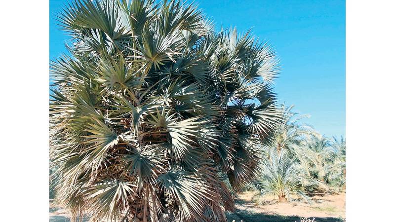 نباتات الصحراء خضرة ساحرة وصيدلية طبيعية ملحق علوم و بيئة ملاحق الخليج