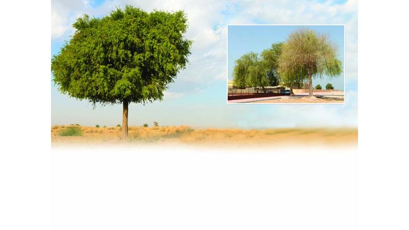 الغاف نظام رائع للتكيف البيئي صحيفة الخليج