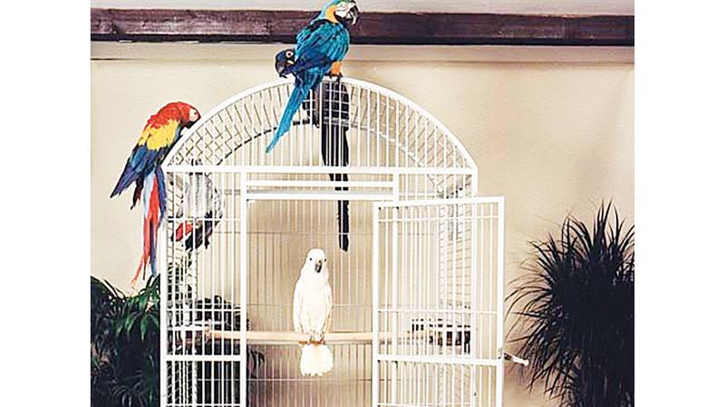 طيور الزينة ديكور منزلي صحيفة الخليج طيور الزينة ديكور منزلي صحيفة الخليج