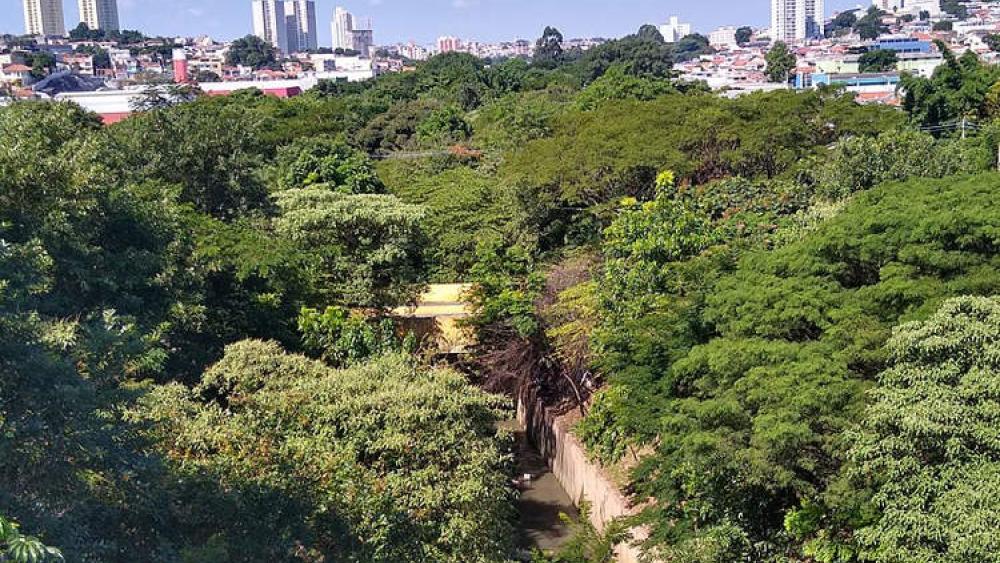 برازيلي يزرع 41 ألف شجرة بمفرده - صورة 2 6348618.jpg