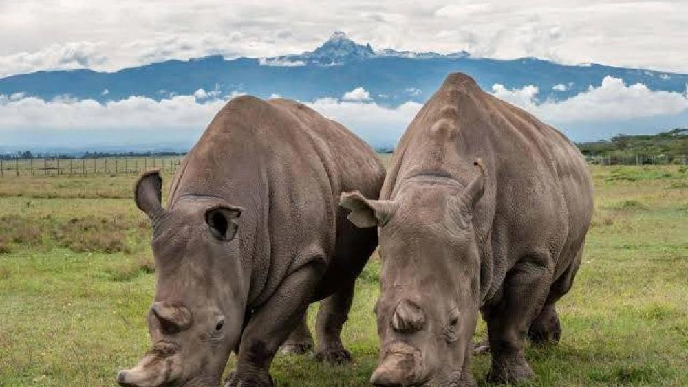 كان هذا النوع يعيش في مناطق واسعة تمتد عبر السودان وأوغندا والكونغو الديمقراطية