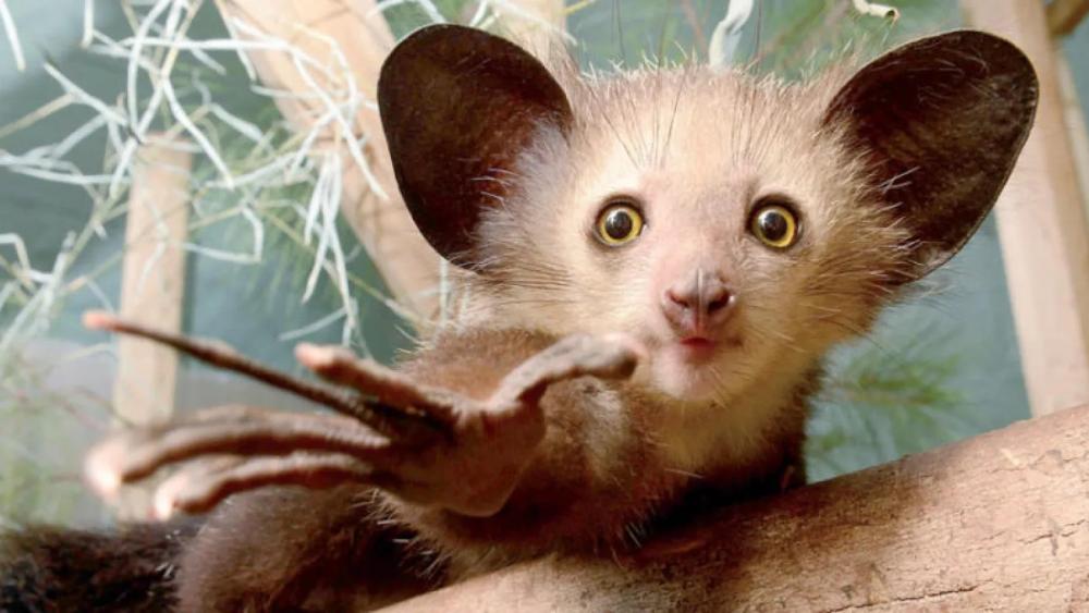 كائن ليلي مميز يخطف الأنظار.. تعرف إليه بالصور 2 7101526