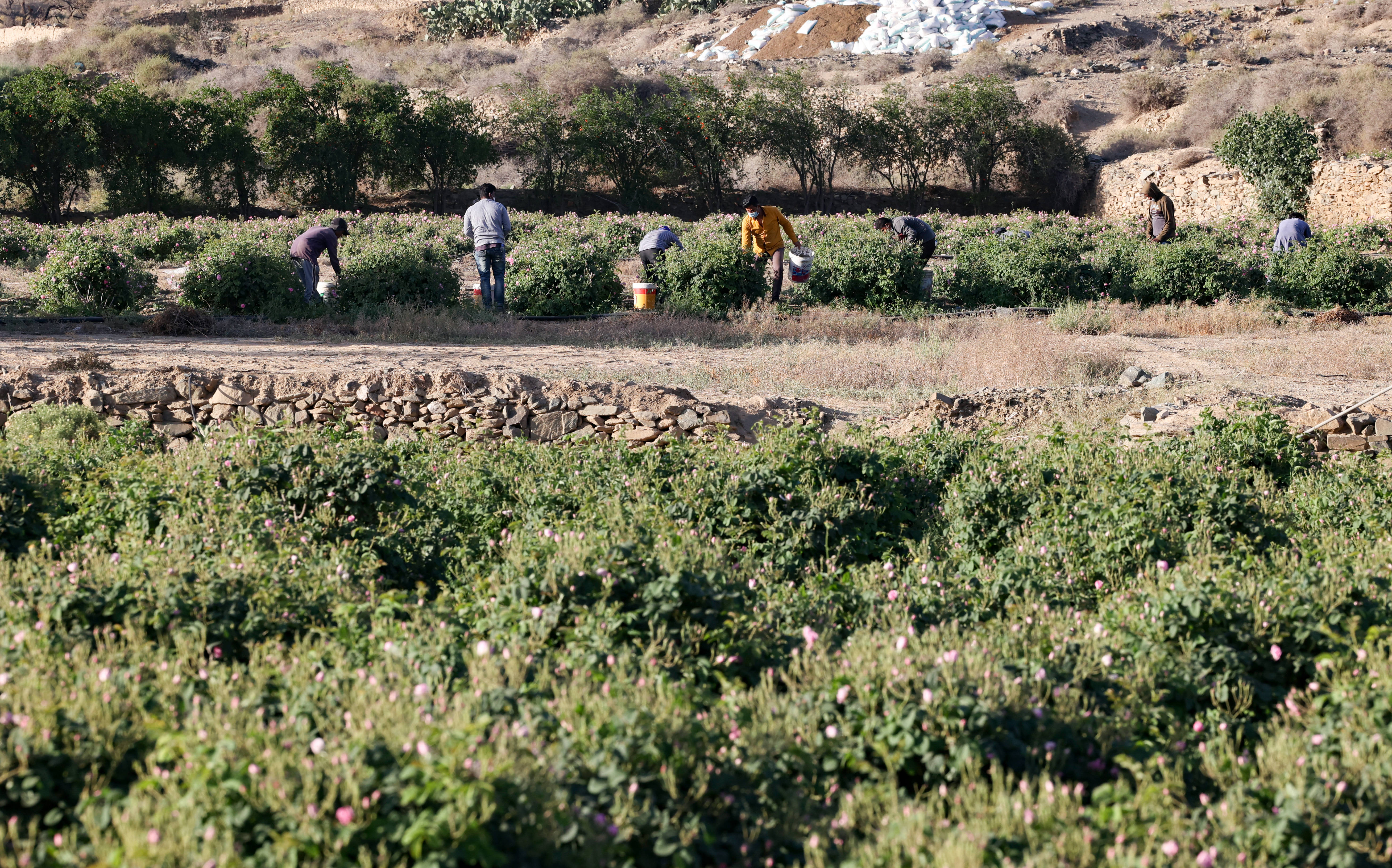 مدينة الورود