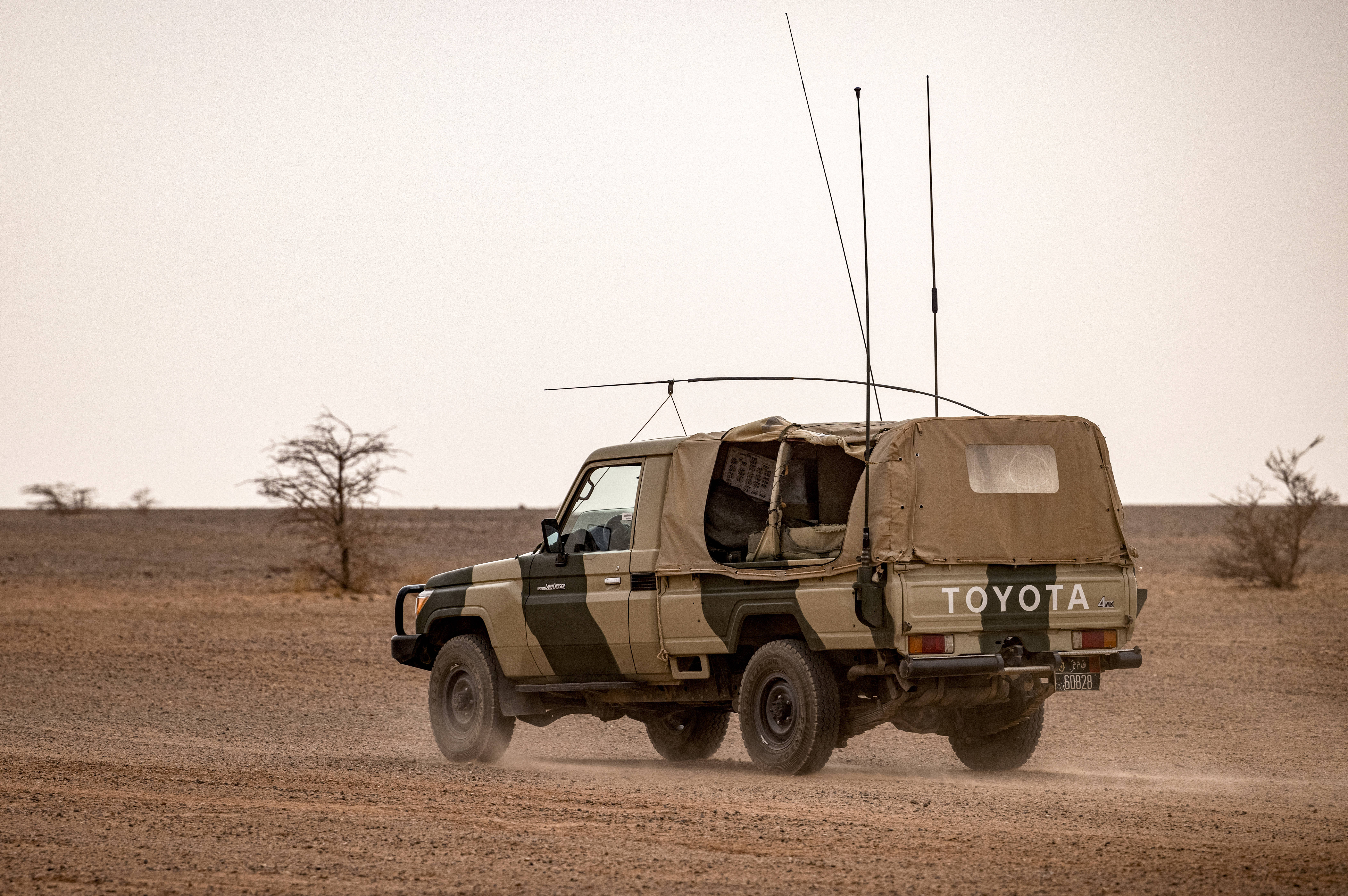 الأسد الإفريقي