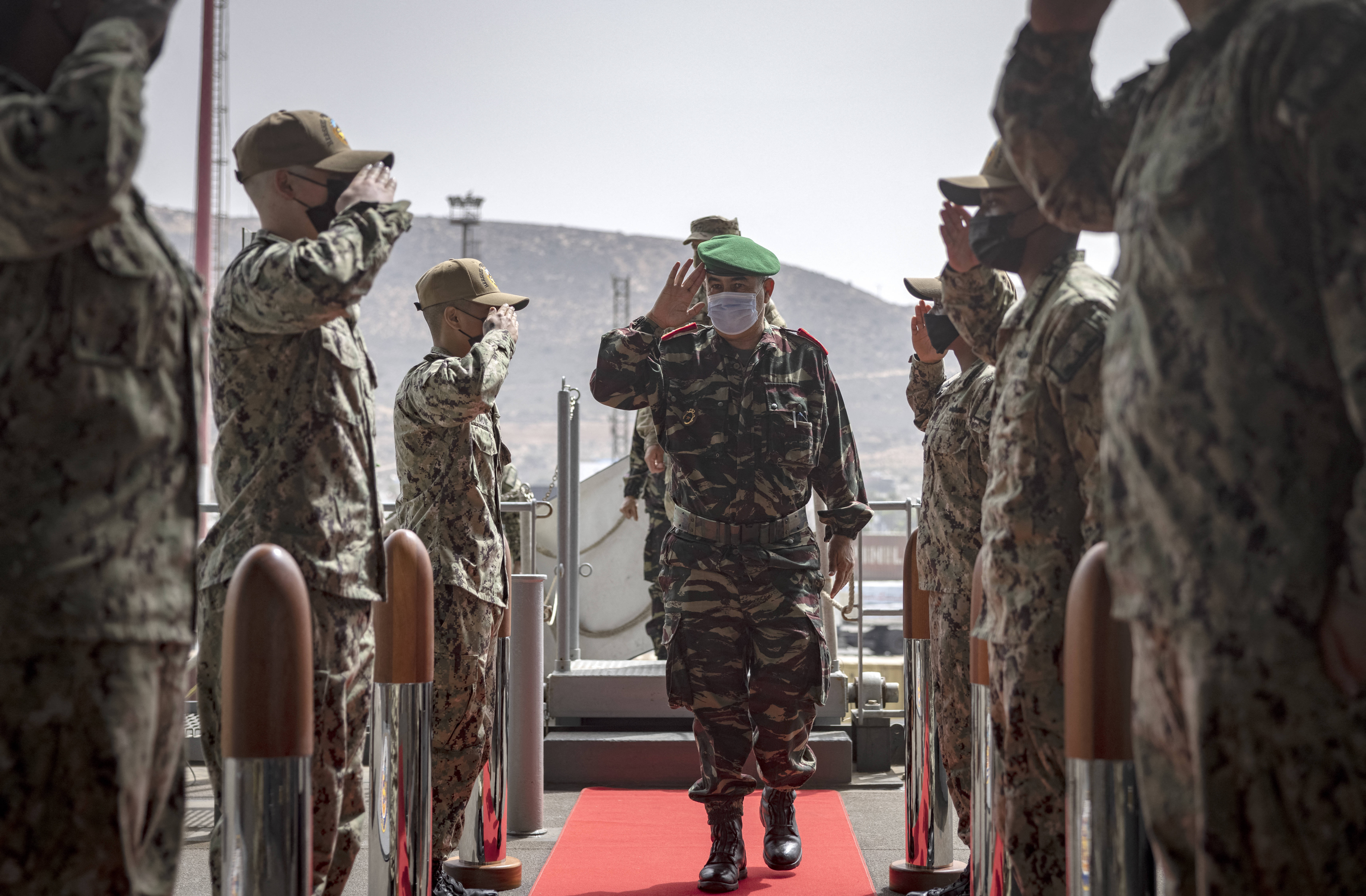 الأسد الإفريقي