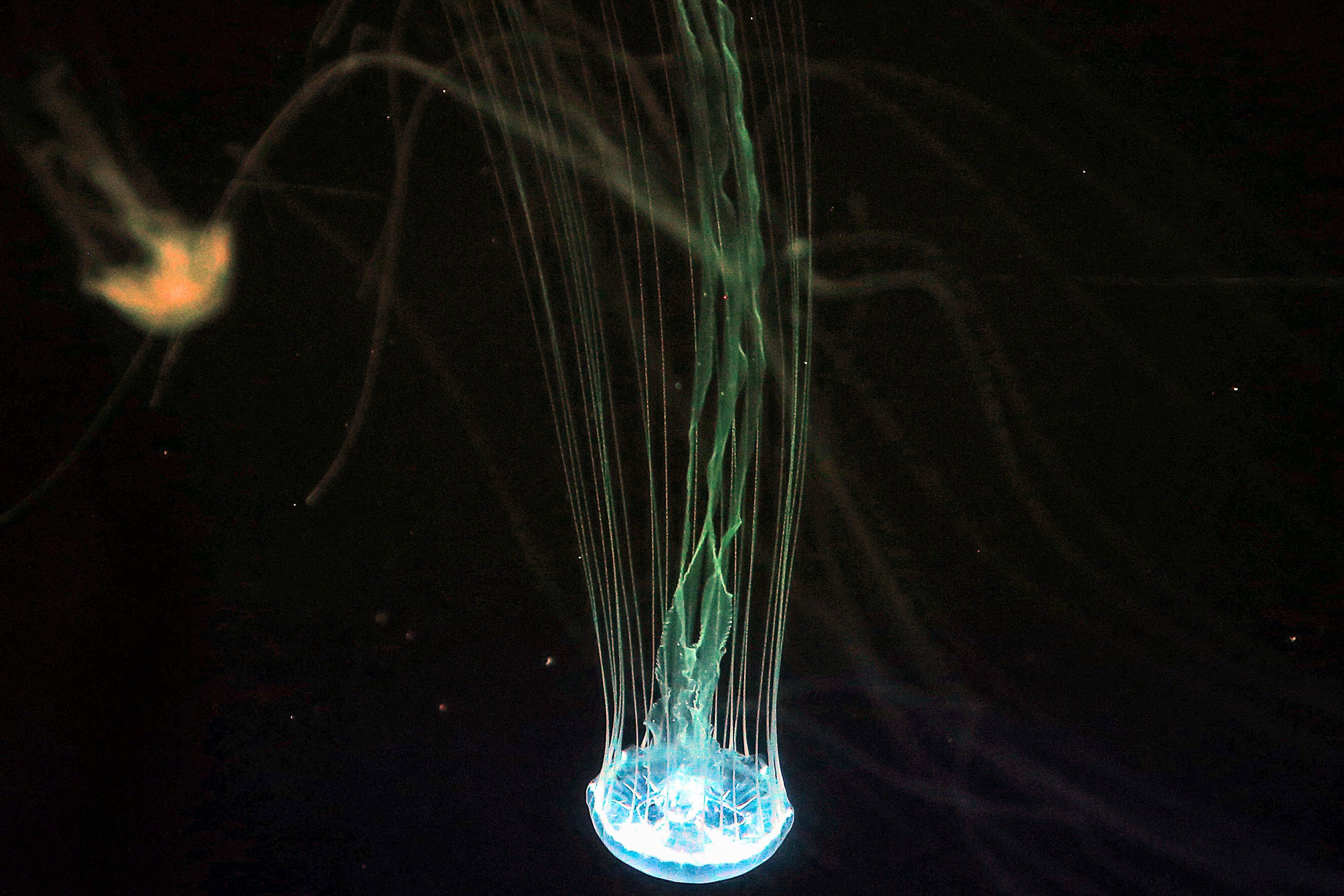 أكواريوم الكويت