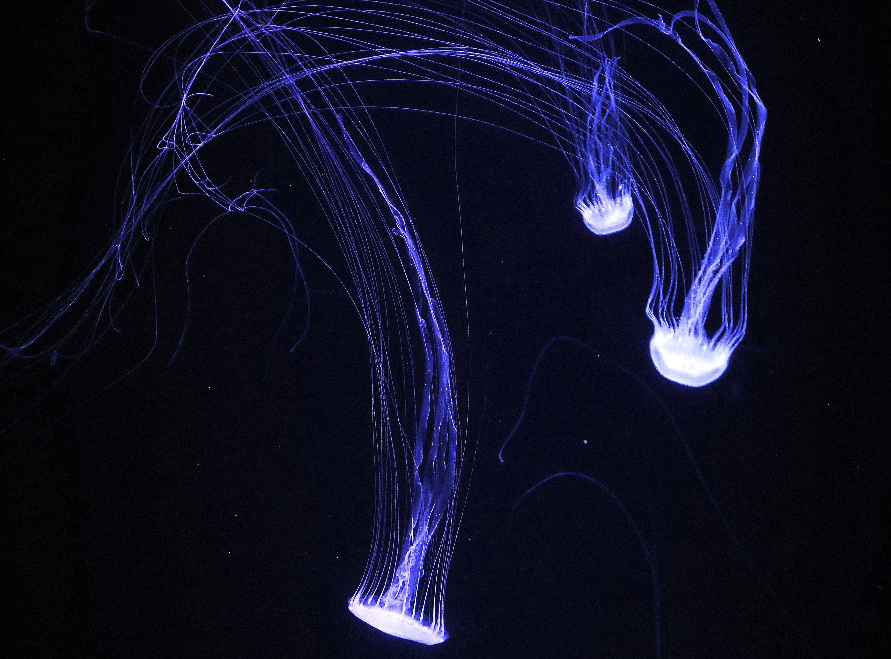 أكواريوم الكويت