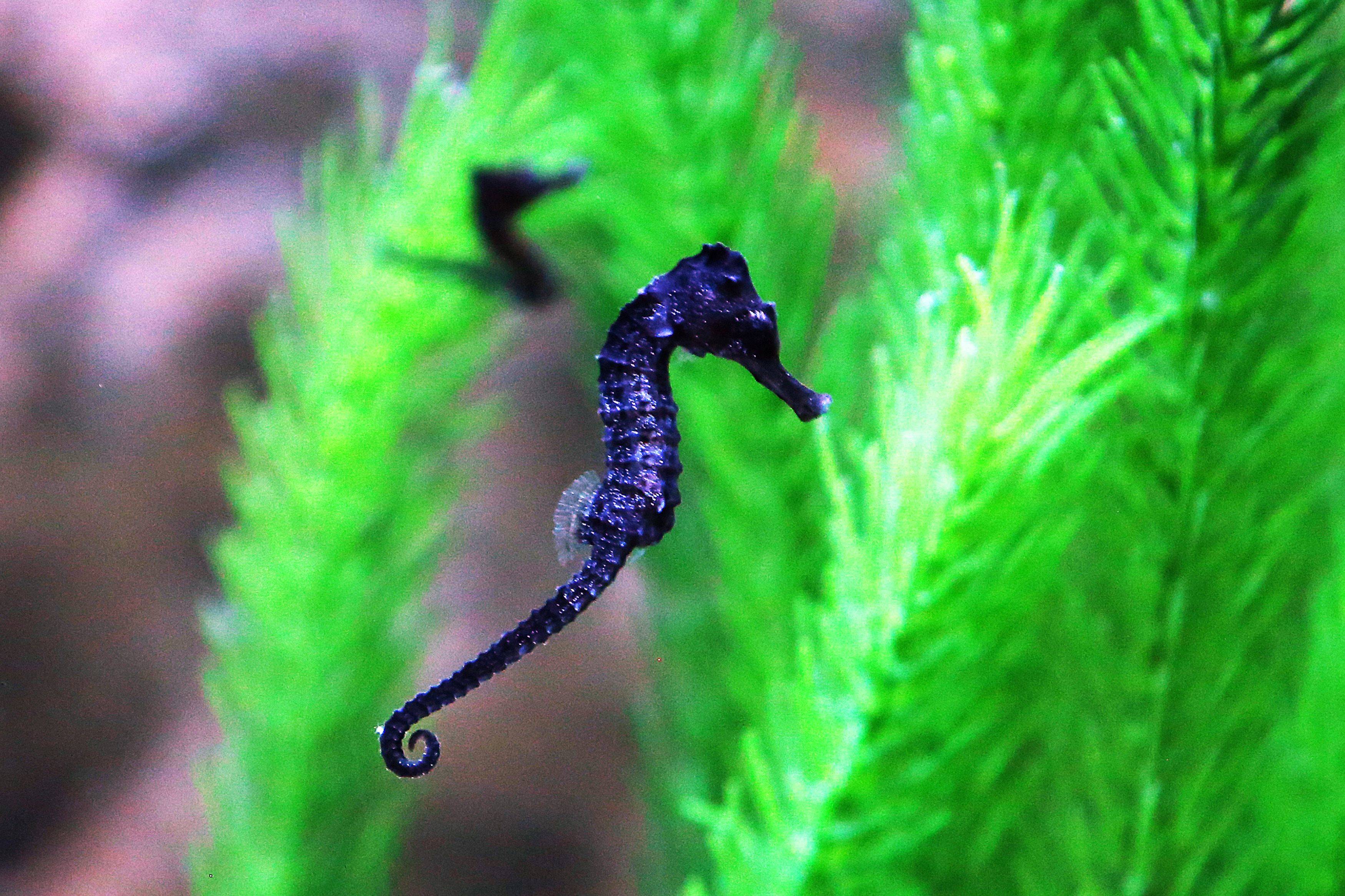 أكواريوم الكويت