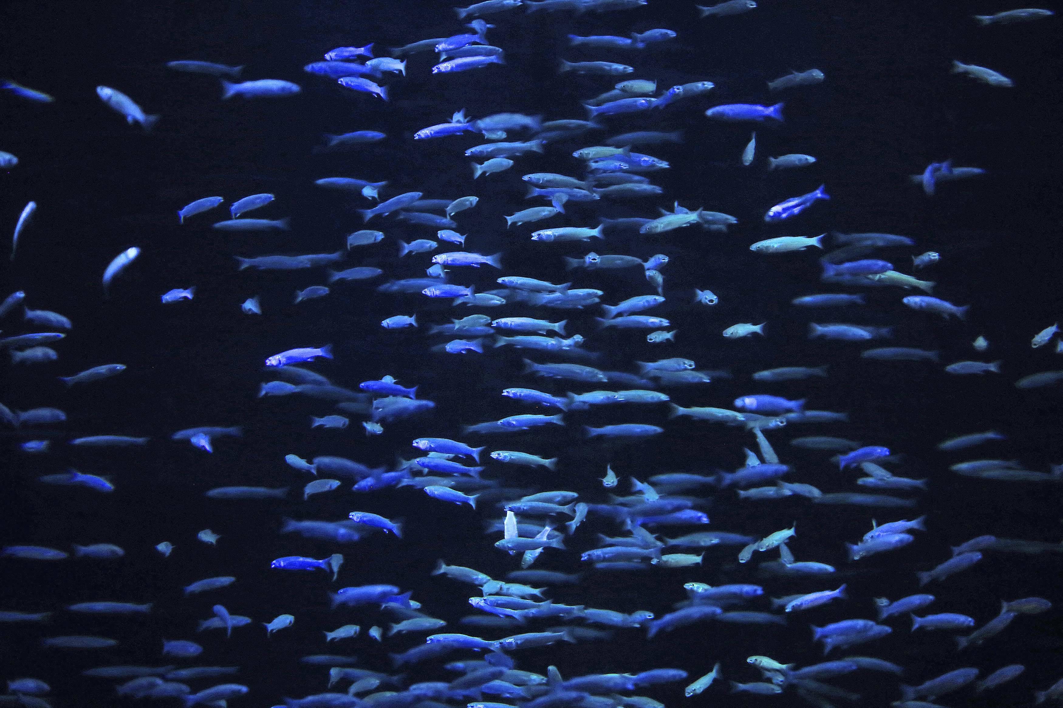 أكواريوم الكويت