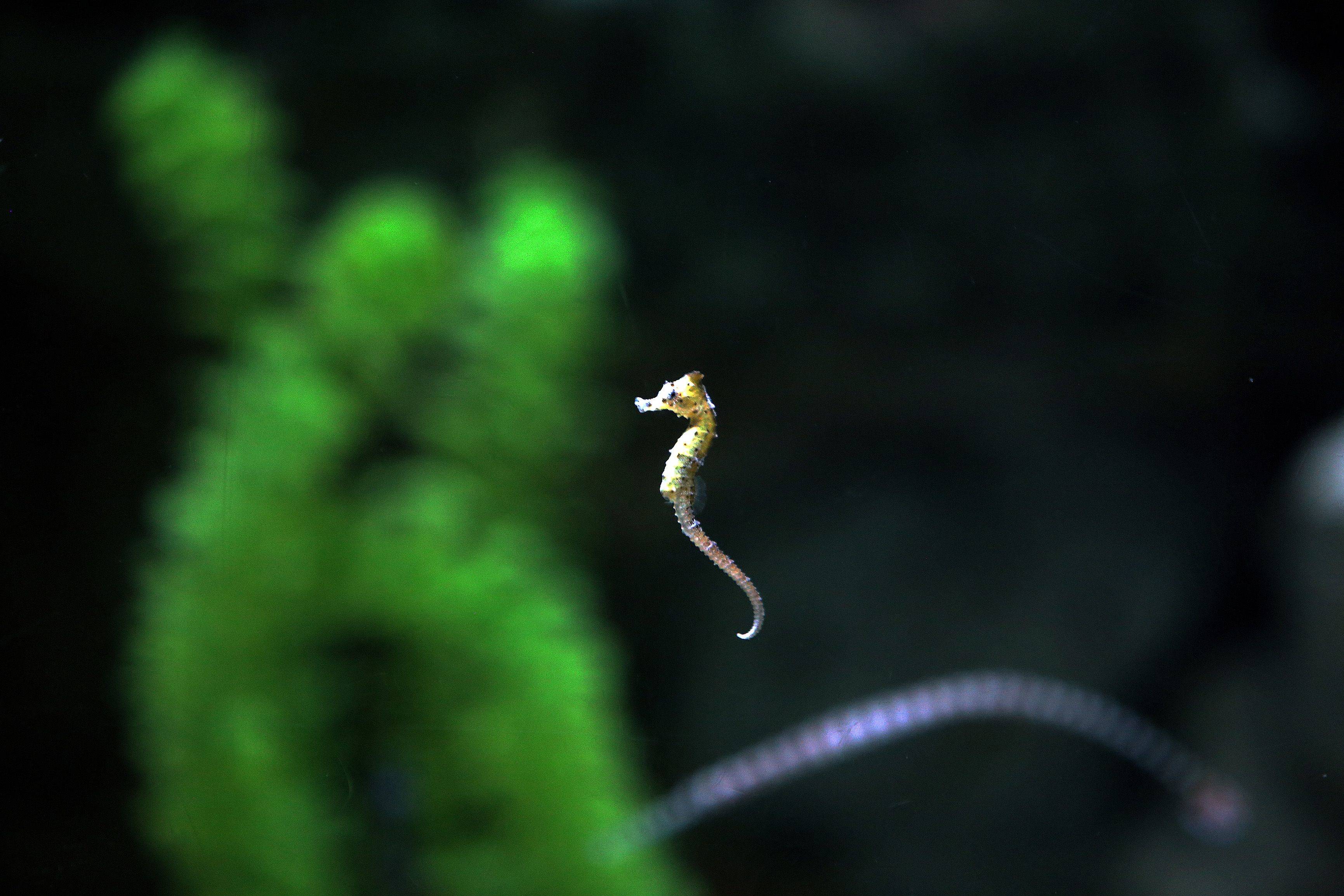 أكواريوم الكويت