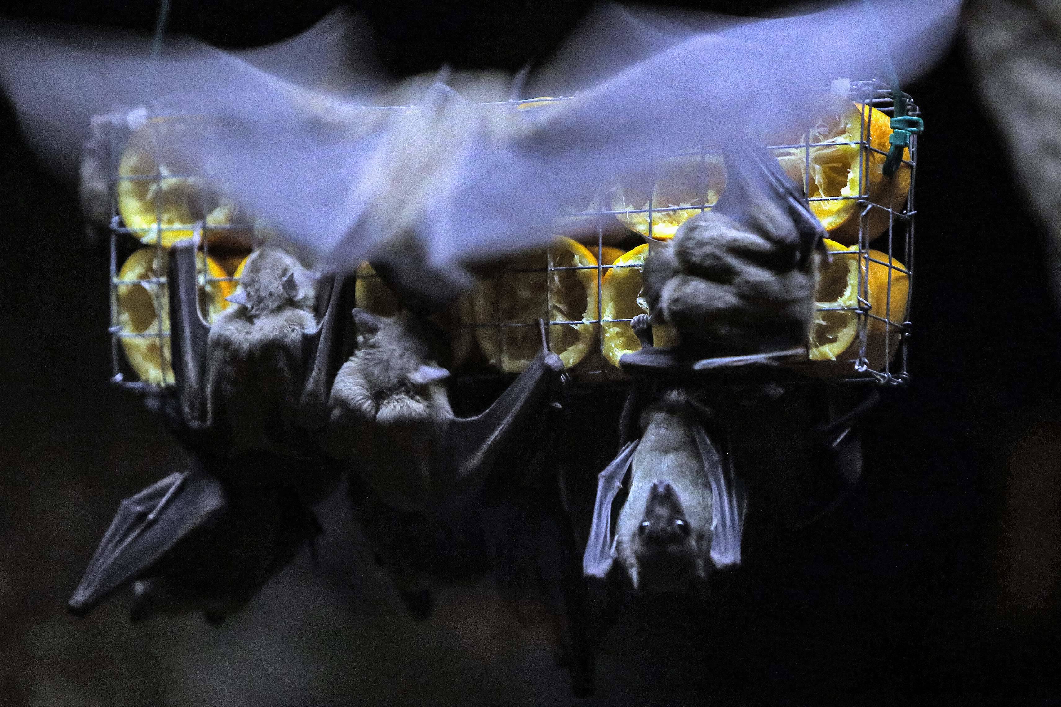 أكواريوم الكويت