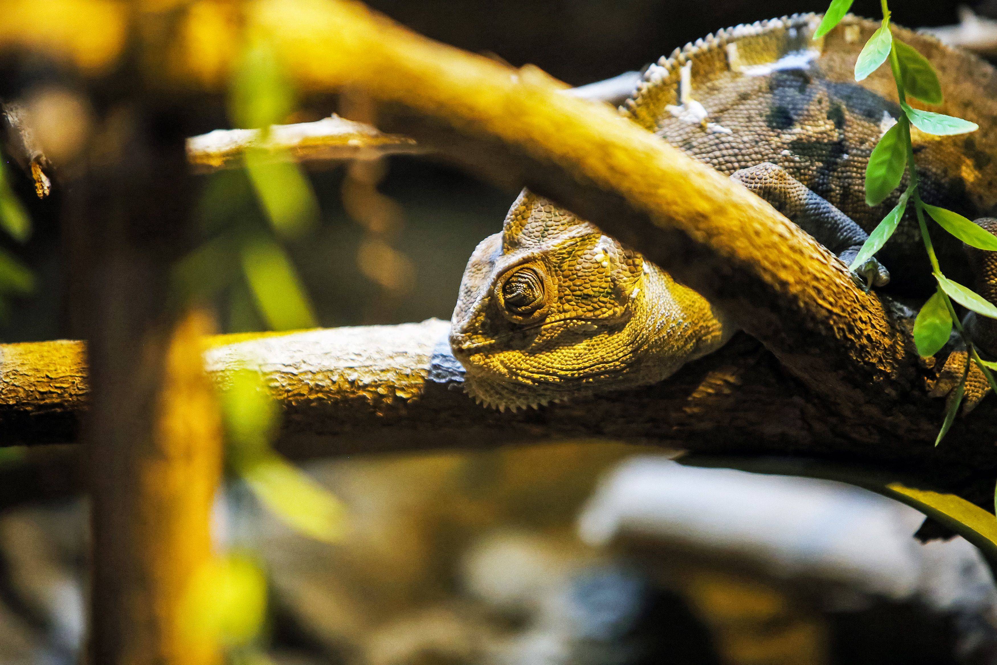 أكواريوم الكويت