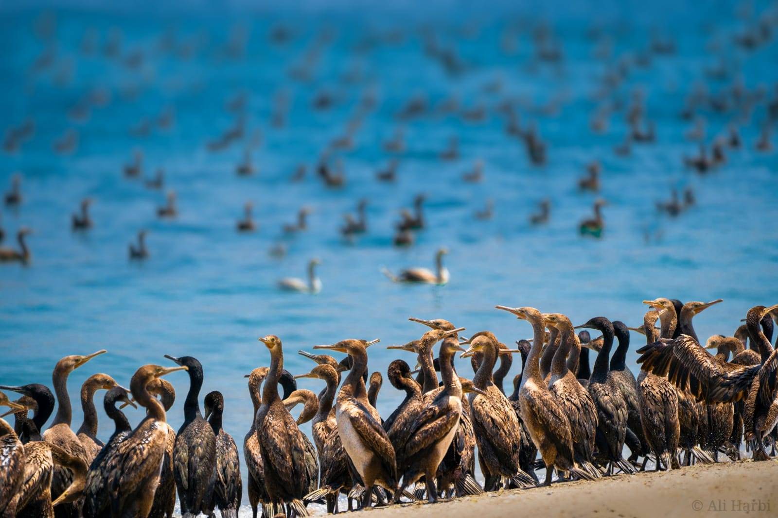 طائر الغاق السقطري