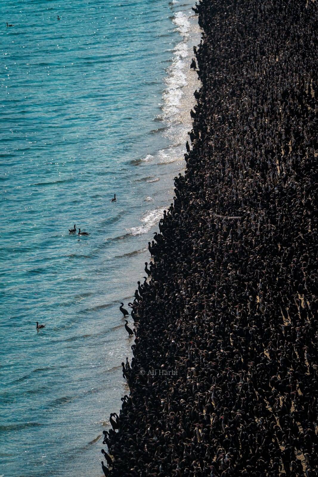 طائر الغاق السقطري