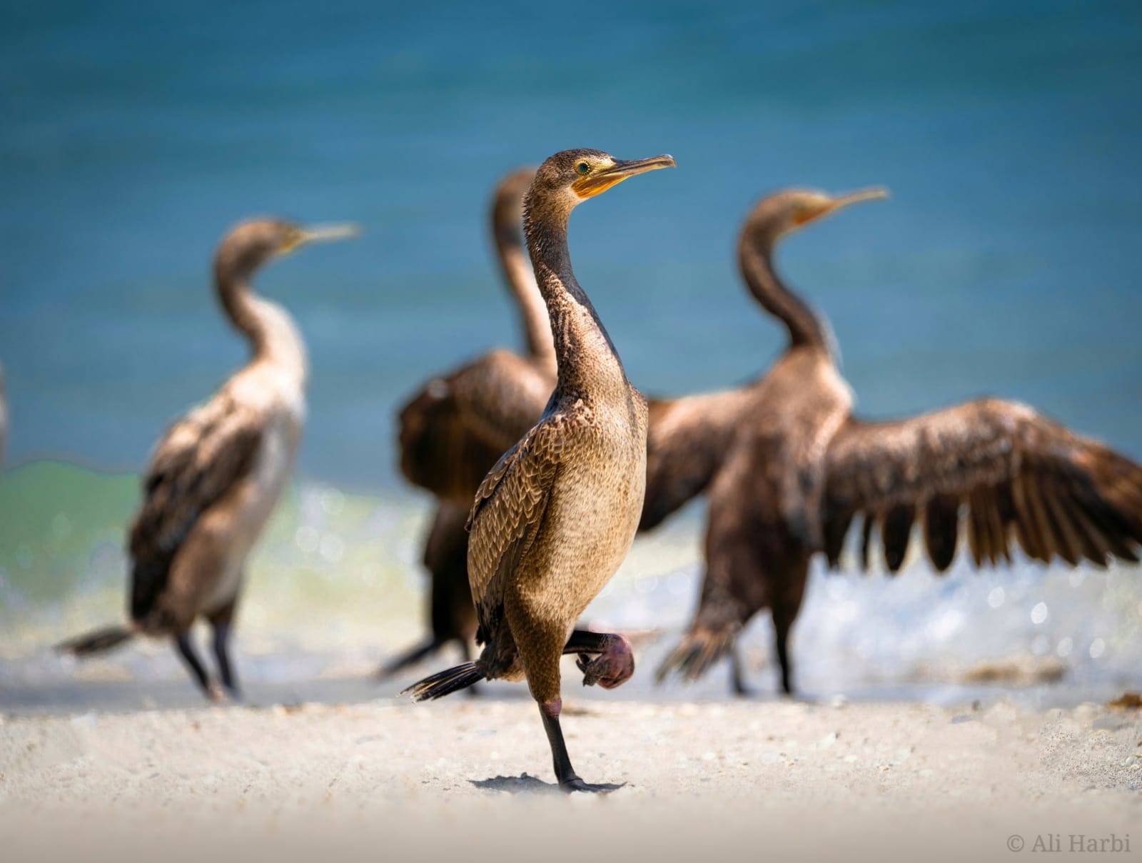 طائر الغاق السقطري