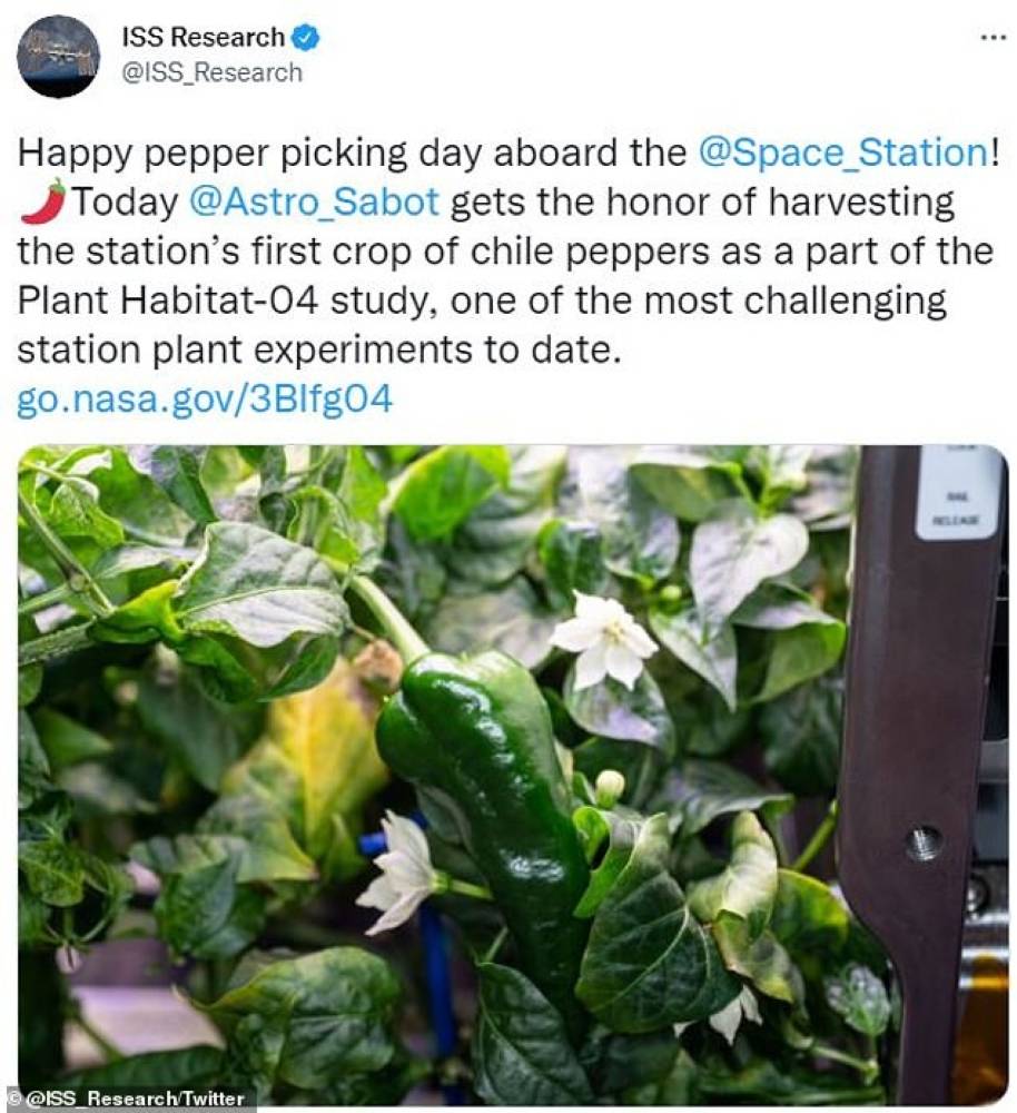 الفلفل الحار في المحطة