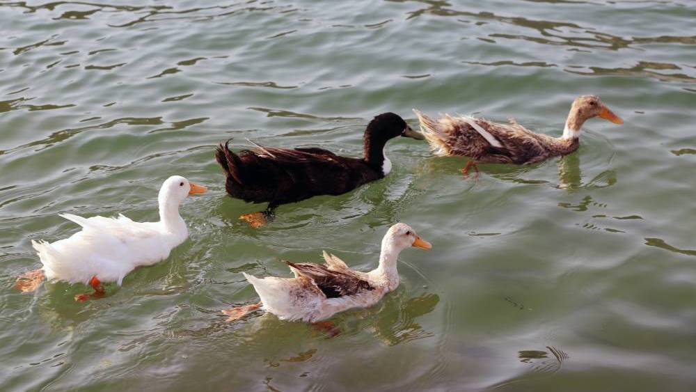 سد الرفيصة..استراحة بين جبال خورفكان