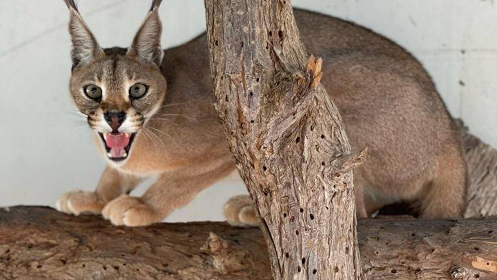 متنزه رأس الخيمة