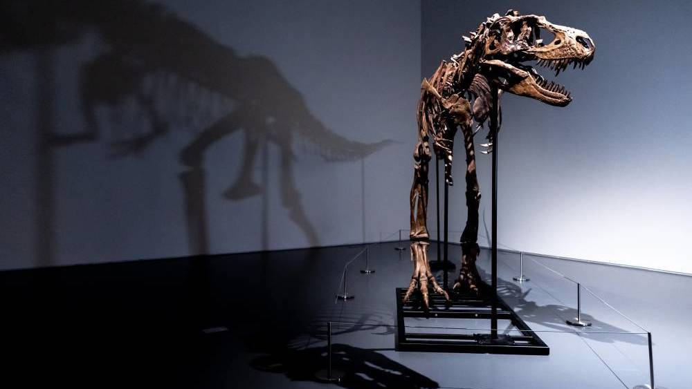 هيكل عظمي لديناصور نادر ينتمي إلى عائلة «تي-ريكس»