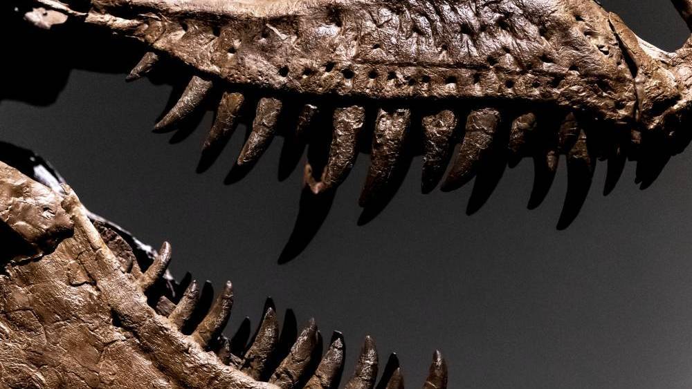 هيكل عظمي لديناصور نادر ينتمي إلى عائلة «تي-ريكس»