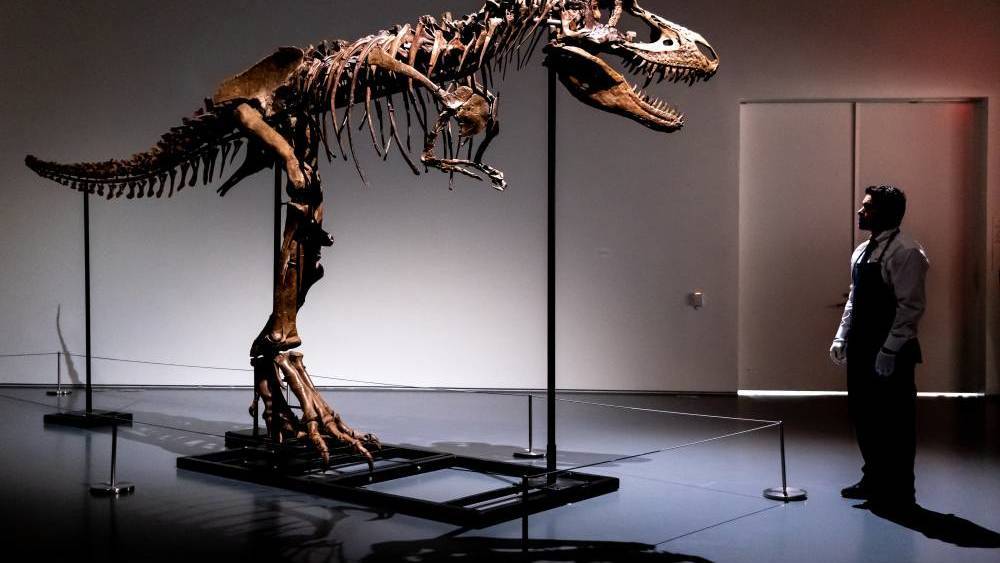 هيكل عظمي لديناصور نادر ينتمي إلى عائلة «تي-ريكس»