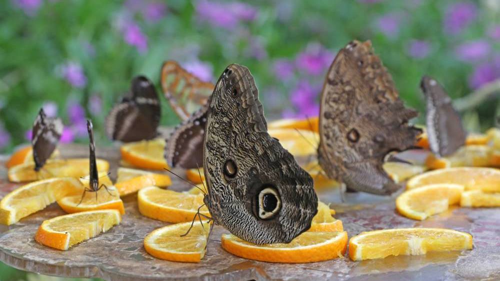 حديقة فراشات دبي