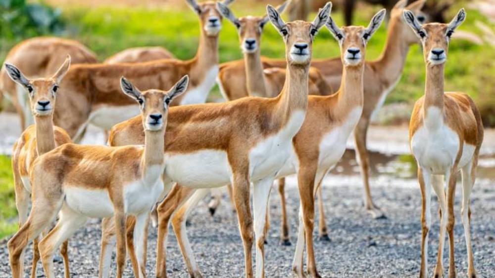 سفاري دبي بارك