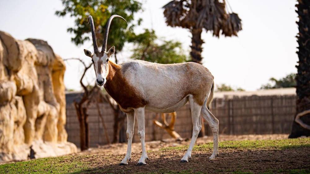 سفاري دبي بارك